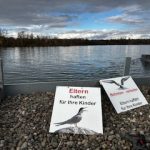 Kanufahrt am alten Hafen / Fluss-Seeschwalben